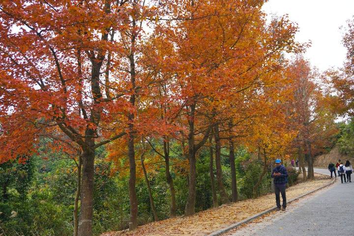 香港紅葉2025 2025年 紅葉