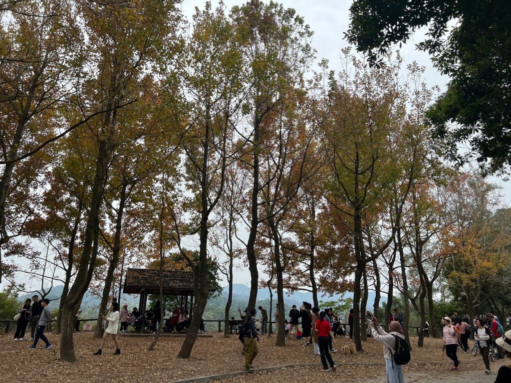 香港紅葉2025 2025年 紅葉