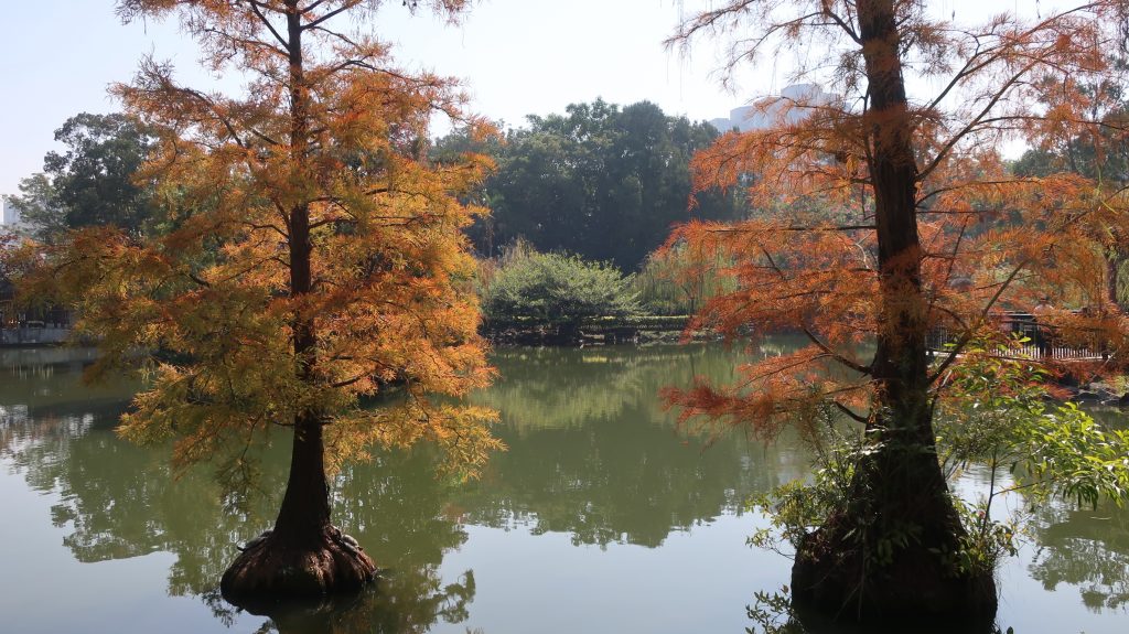 香港紅葉2025 2025年 紅葉 
