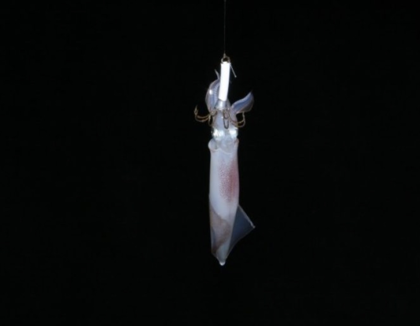 釣墨魚