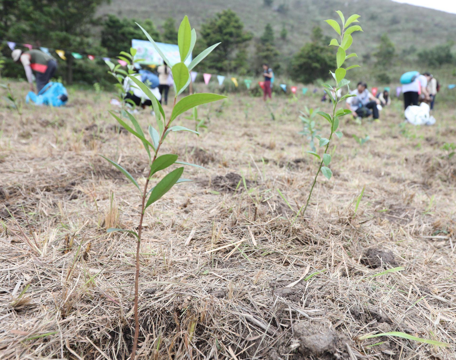 郊野公園遠足植樹日