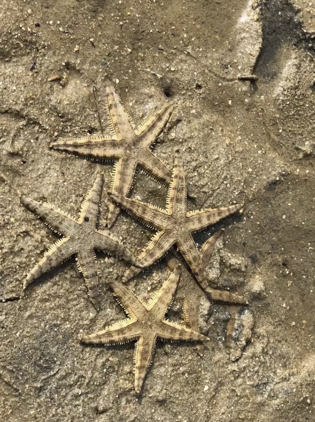 海星