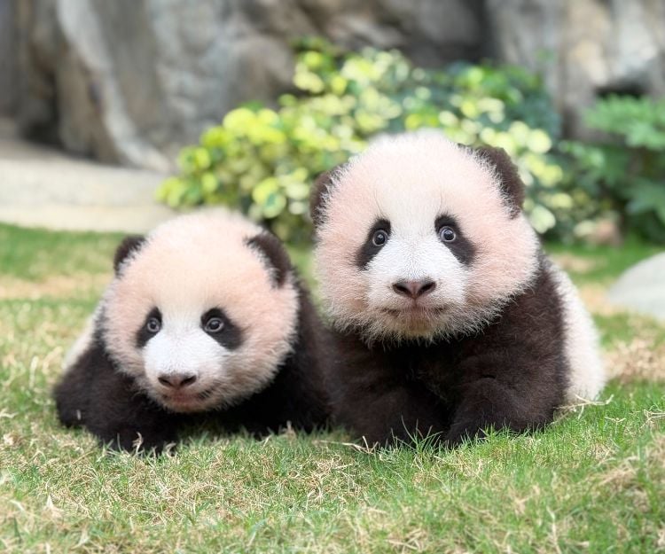 暑期活動2025｜海洋公園動物探險英語日營 5大亮點：與熊貓BB見面、海獅鸚鵡互動體驗 