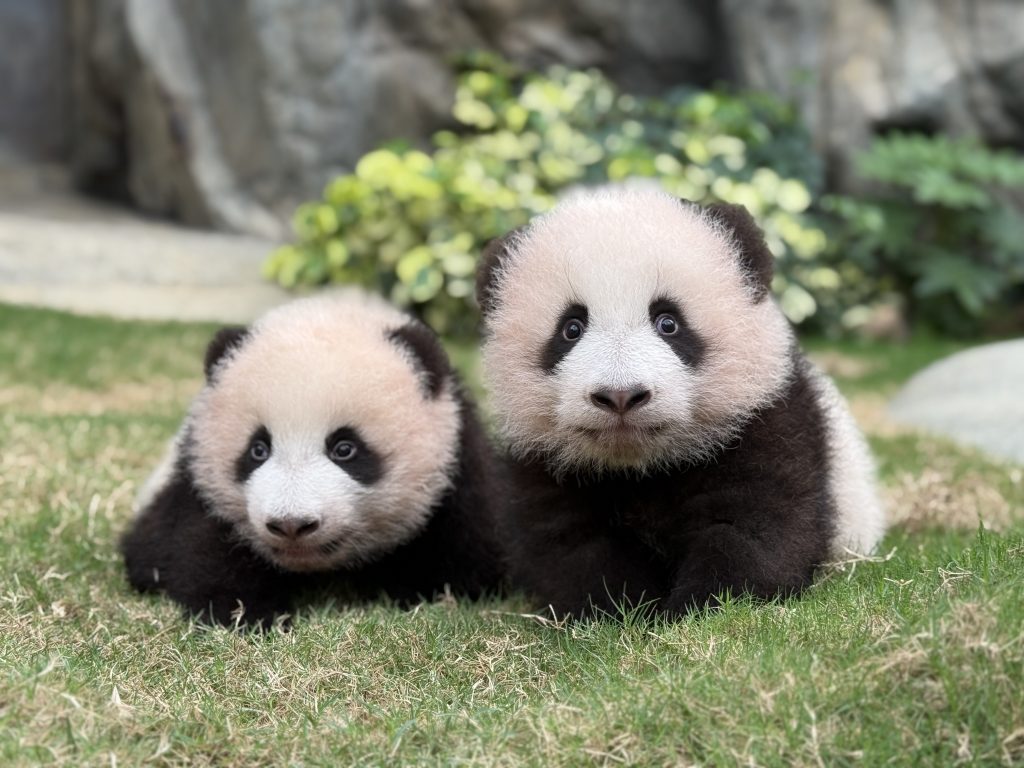 海洋公園 暑期活動