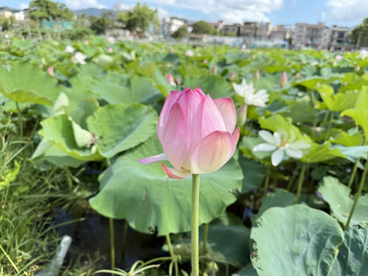（圖片來源：fb@漁農自然護理署）