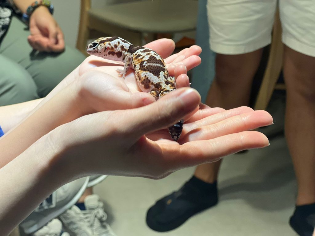大樹先生 親子好去處 爬蟲動物探險