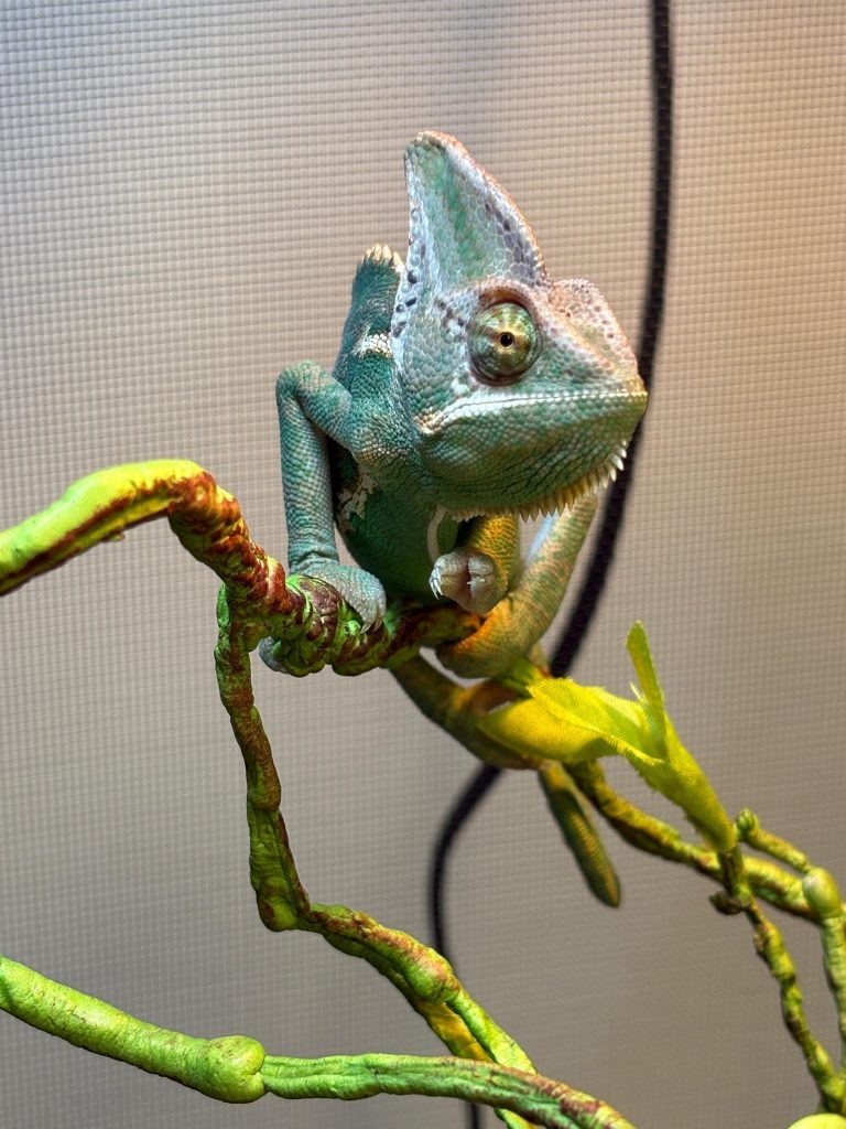 大樹先生 親子好去處 爬蟲動物探險