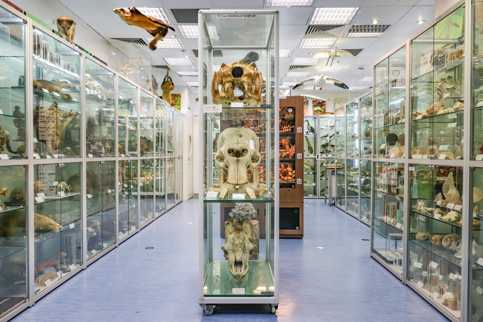 香港生物多樣性博物館