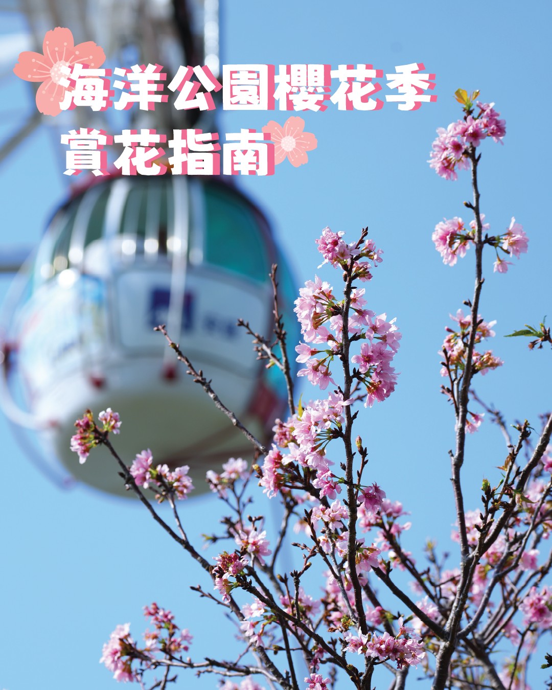 海洋公園近日櫻花滿開，入園更可順道賞櫻！