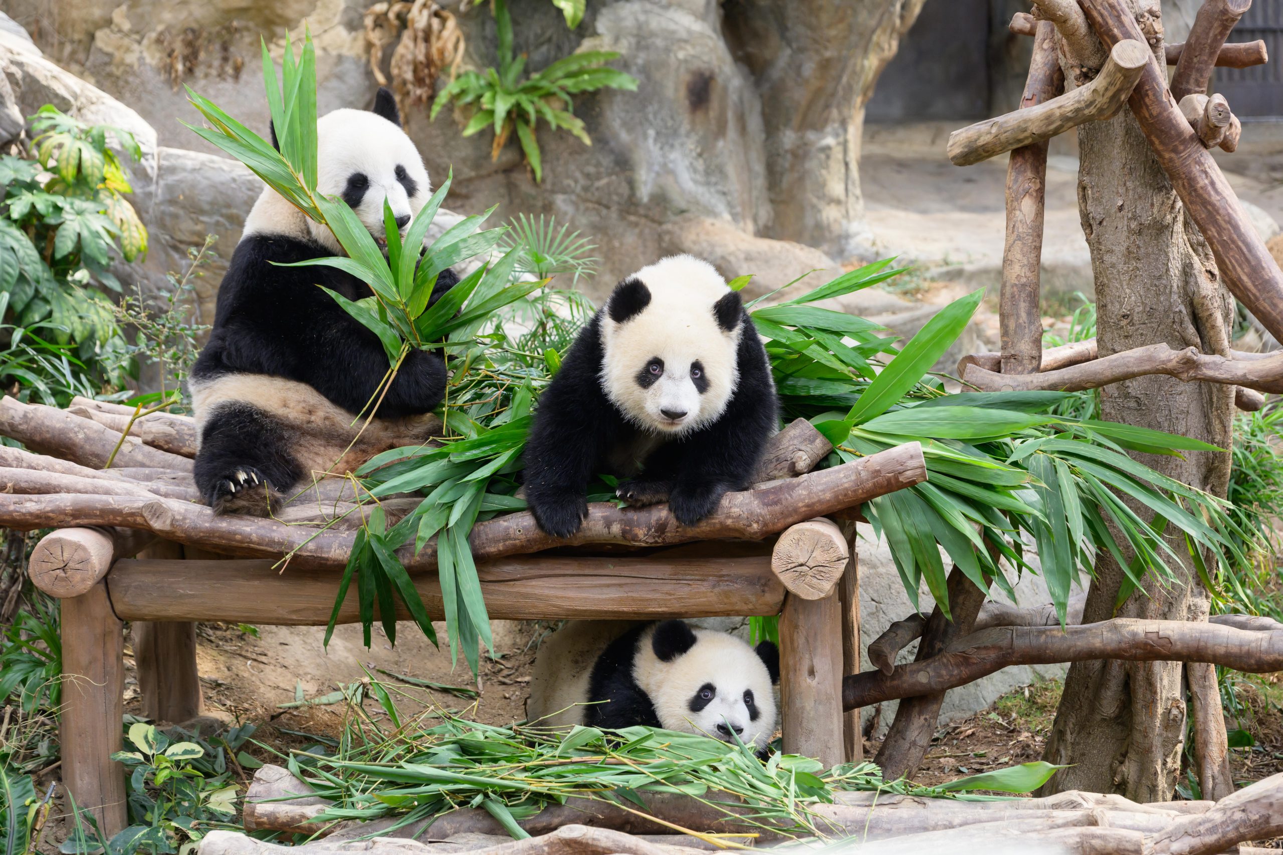 Ocean Park