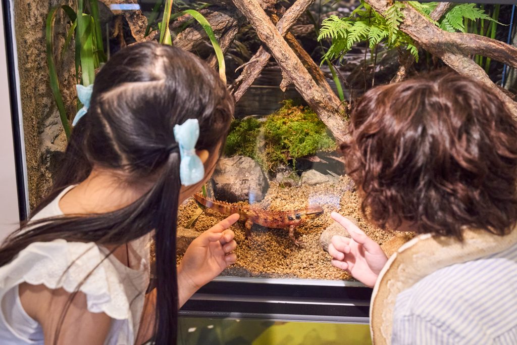 今屆全新設立的重點展區，匠心打造中國國家一級保護動物瑤山鱷蜥的展示模型及造景裝飾。