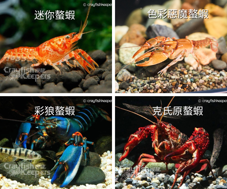 巨型螯蝦缸與微觀缸可供參觀者觀察巨型螯蝦體色以及脫殼生長過程。