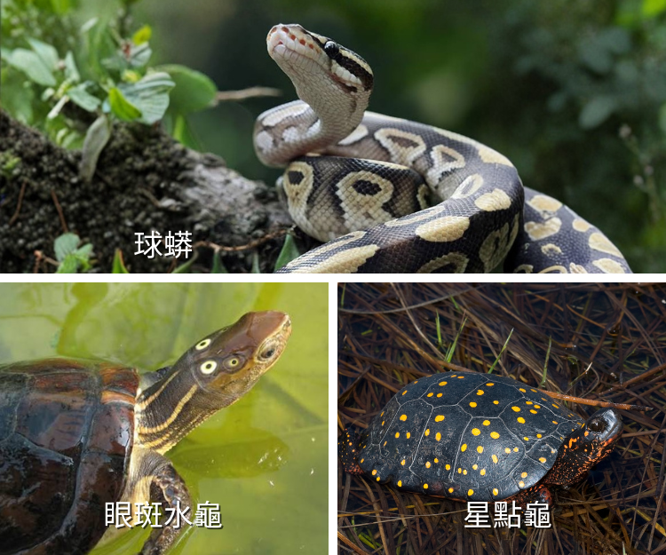 同場亦多款有龜類動物展出。