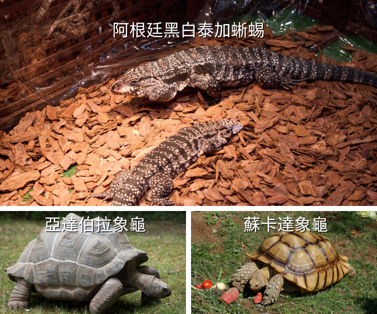 參加者可以親身進入區內與巨龜0距離接觸。