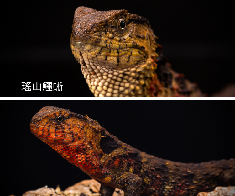參觀者可以一睹中國國家一級保護動物瑤山鱷蜥的展示模型及造景裝飾。