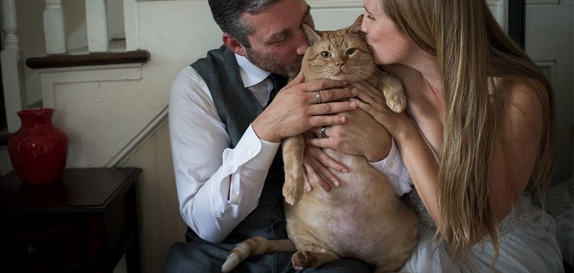 【婚照怎少得牠？】35磅肥貓搶鏡
