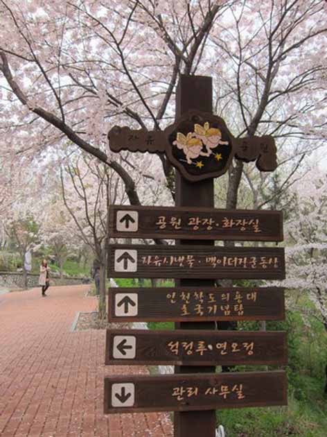 仁川自由公園賞櫻遊
