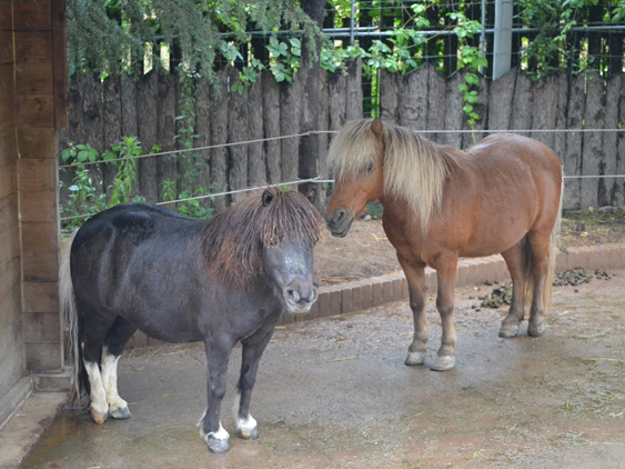 兒童大公園♥韓國的免費動物園！