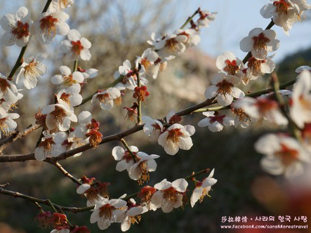 釜山近郊院東梅花慶典