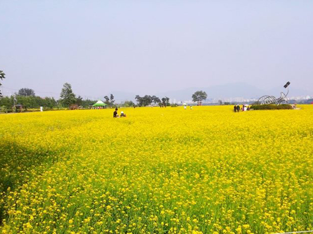 誰說賞油菜花一定要去濟州?首爾近郊的隱世油菜花海!