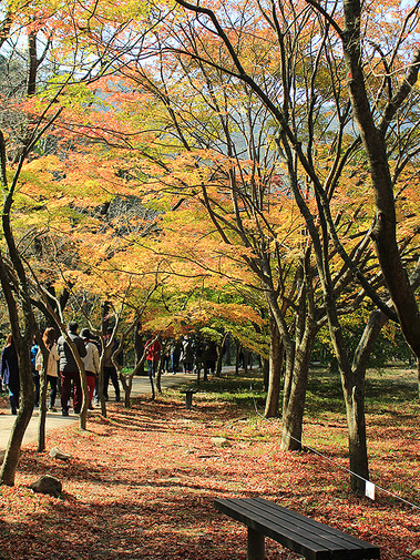 韓國 首爾篇 2016 (三) 【內藏山 내장산】秋季就跟著 KKday 賞紅葉！內藏山紅葉深度遊！