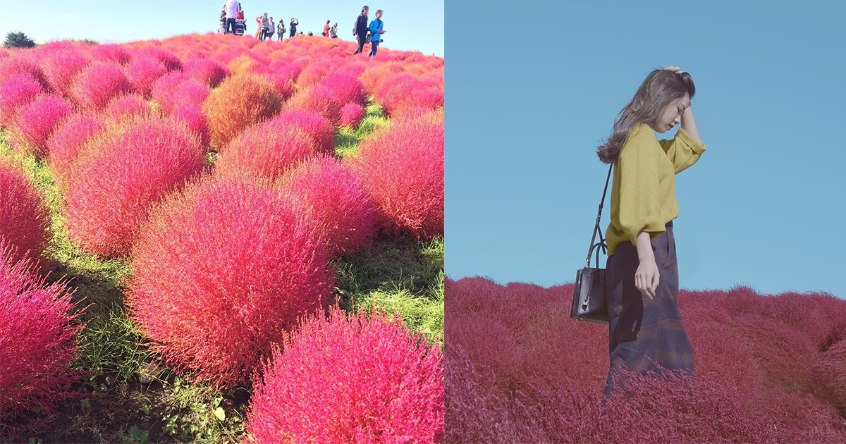 秋天日韓限定紅色波波草!走進掃帚草海拍出仙氣美照