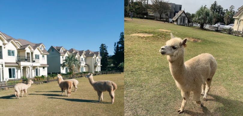【2019年濟州之旅】近距離餵飼草泥馬體驗